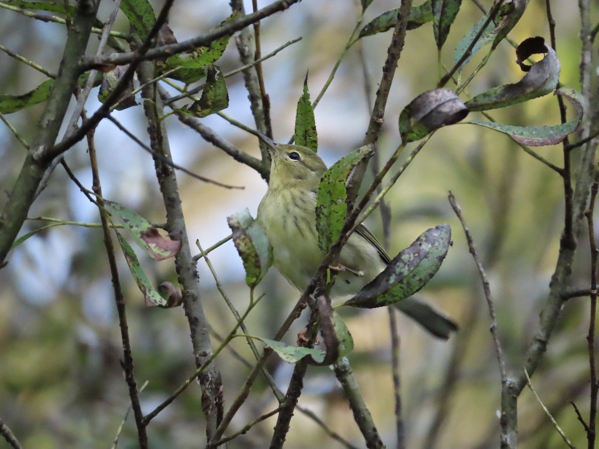 Paruline rayée - ML642454986