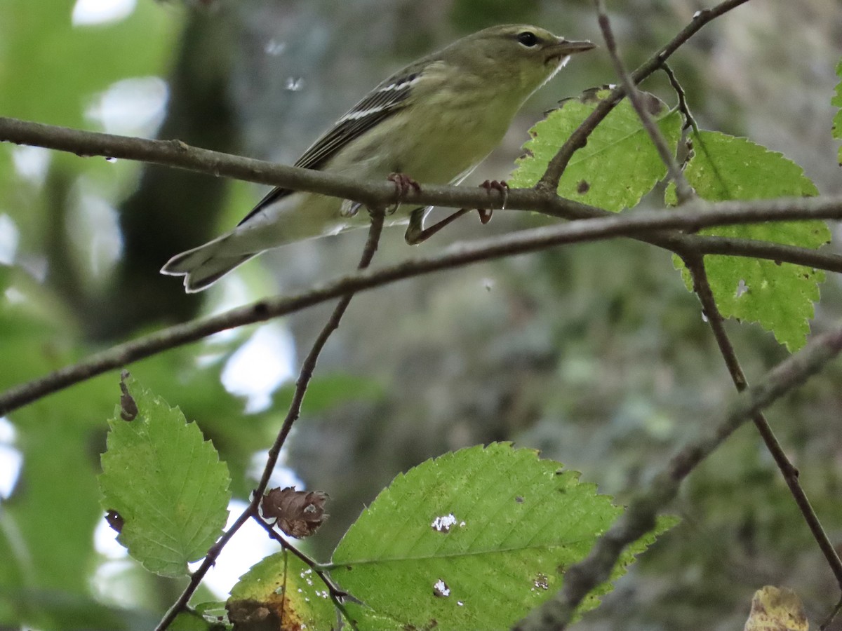 Paruline rayée - ML642454987