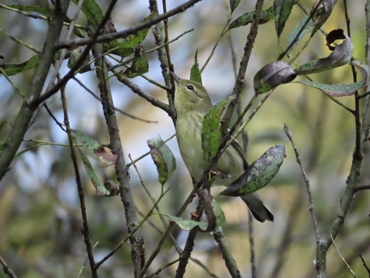 Paruline rayée - ML642454991