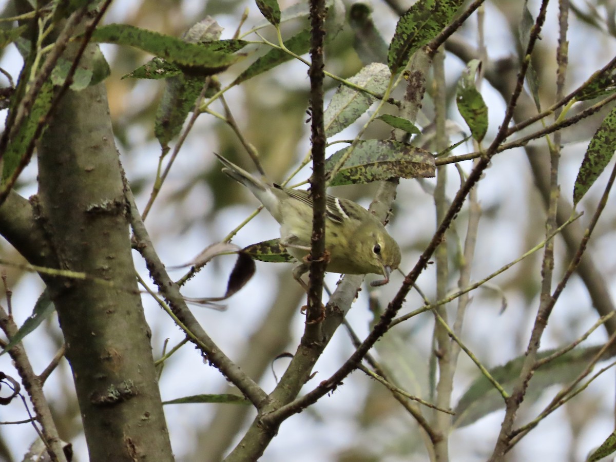 Paruline rayée - ML642454992