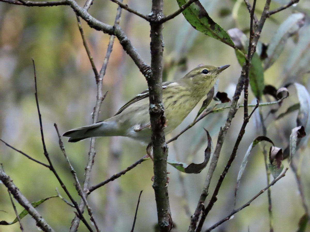 Paruline rayée - ML642454993