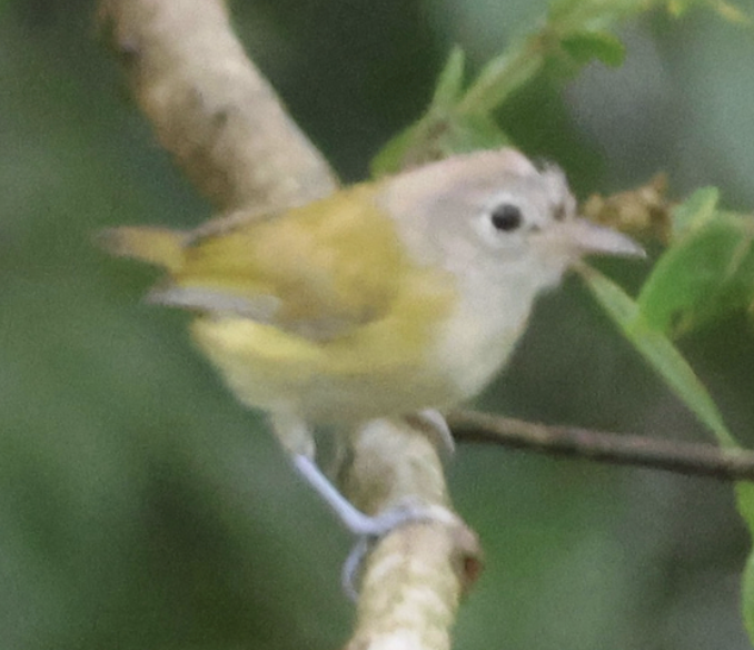 Lesser Greenlet - ML642454994