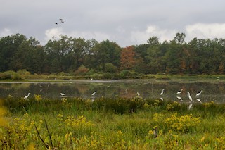Sandy Ridge Reservation, Lorain, Ohio, United States - eBird Hotspot