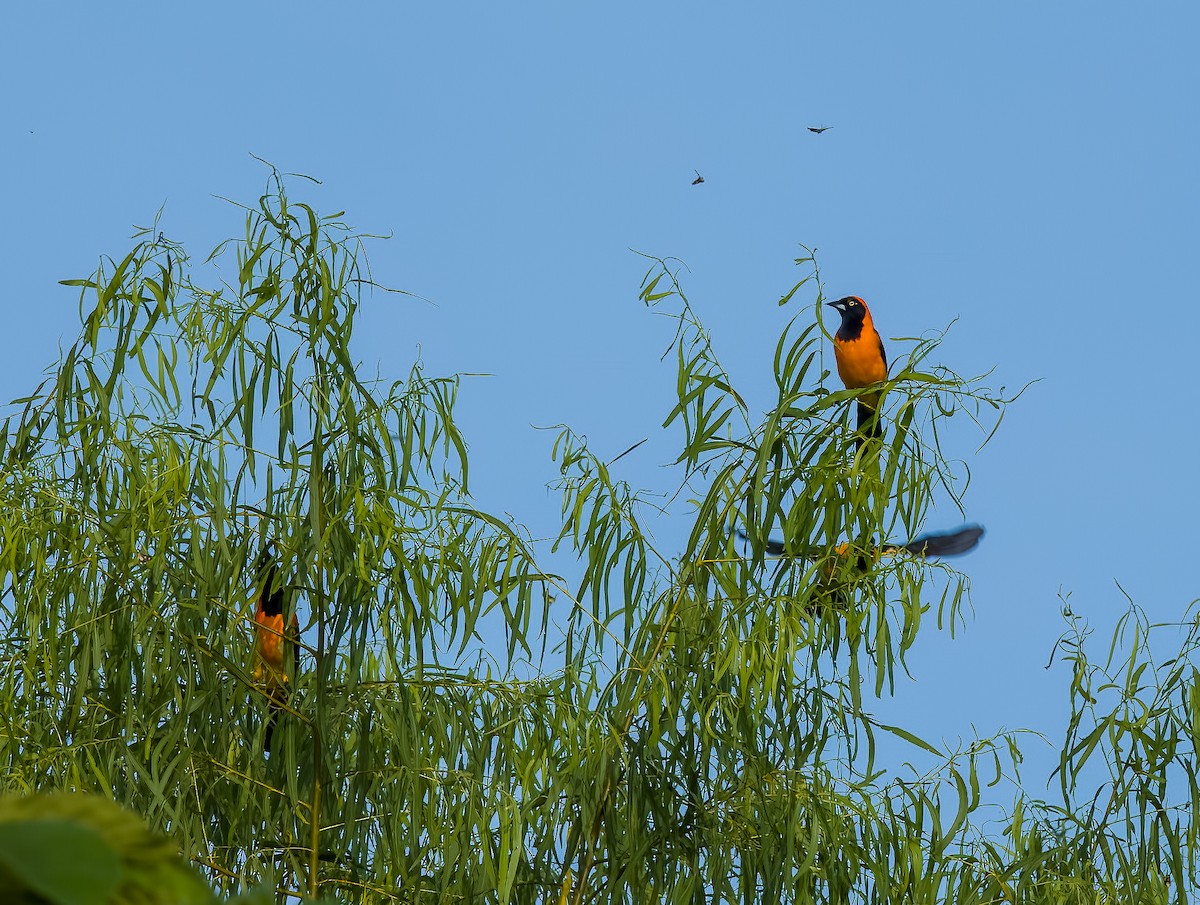 Orange-backed Troupial - ML642455008