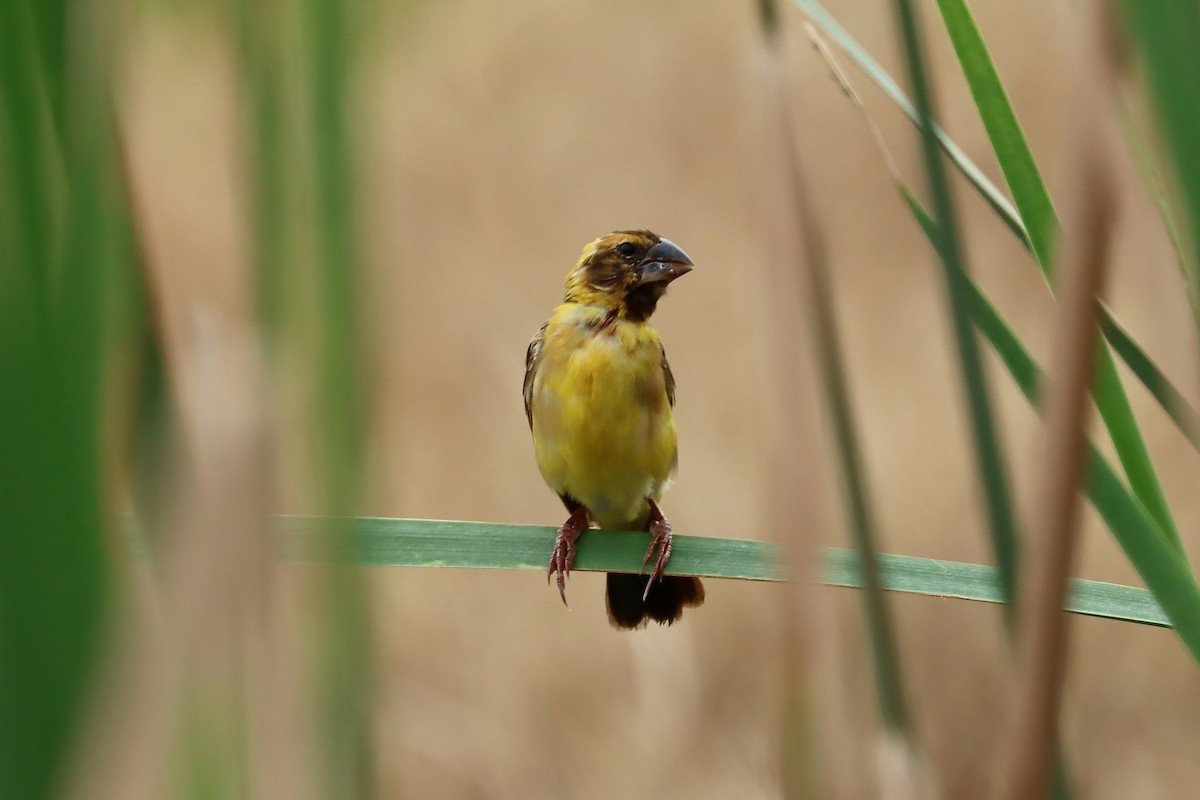 Asian Golden Weaver - ML642455016