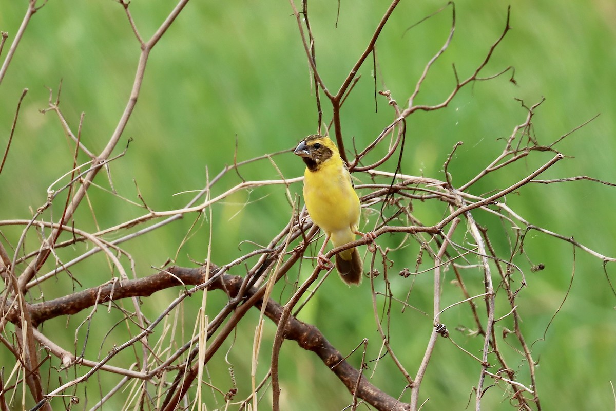 Asian Golden Weaver - ML642455017