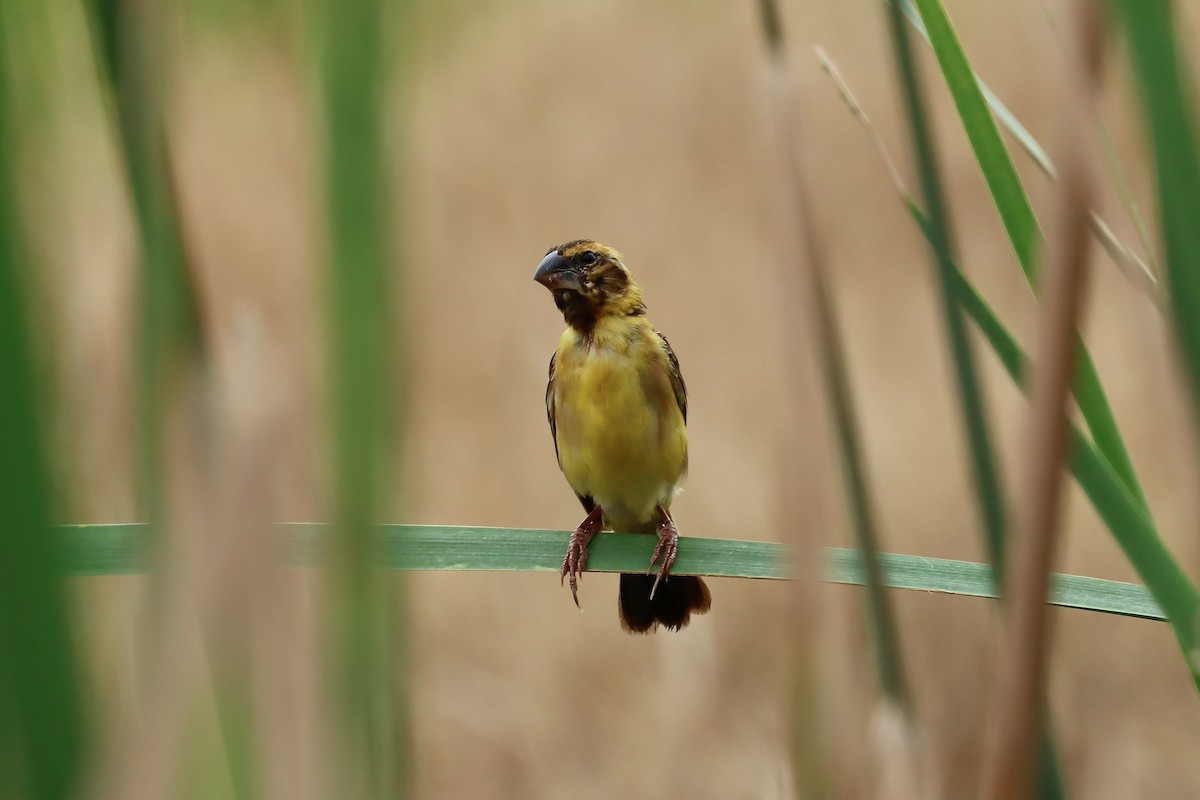 Asian Golden Weaver - ML642455018