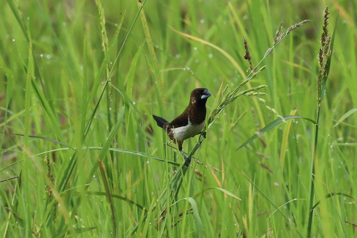 White-rumped Munia - ML642455027
