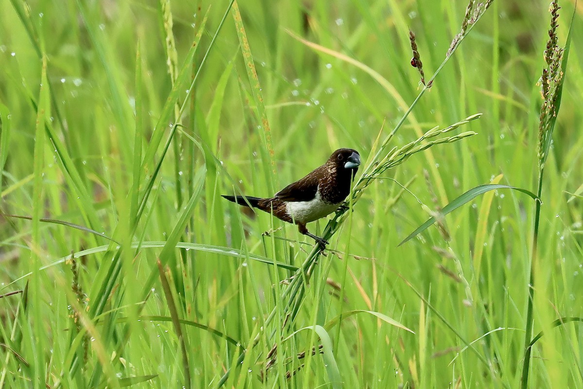 White-rumped Munia - ML642455028
