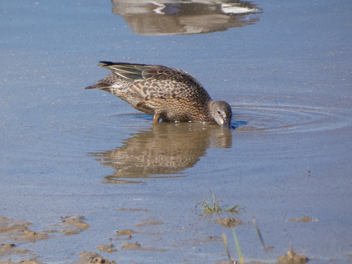 Blue-winged Teal - ML642455062