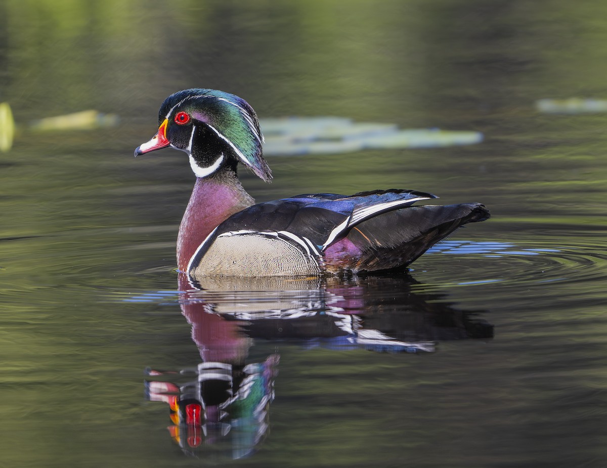 Pato Joyuyo - ML642455068
