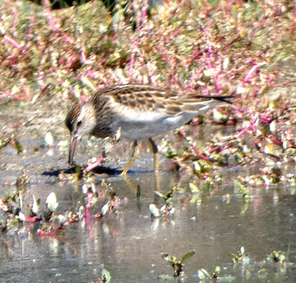 Орог элсэг - ML642455087