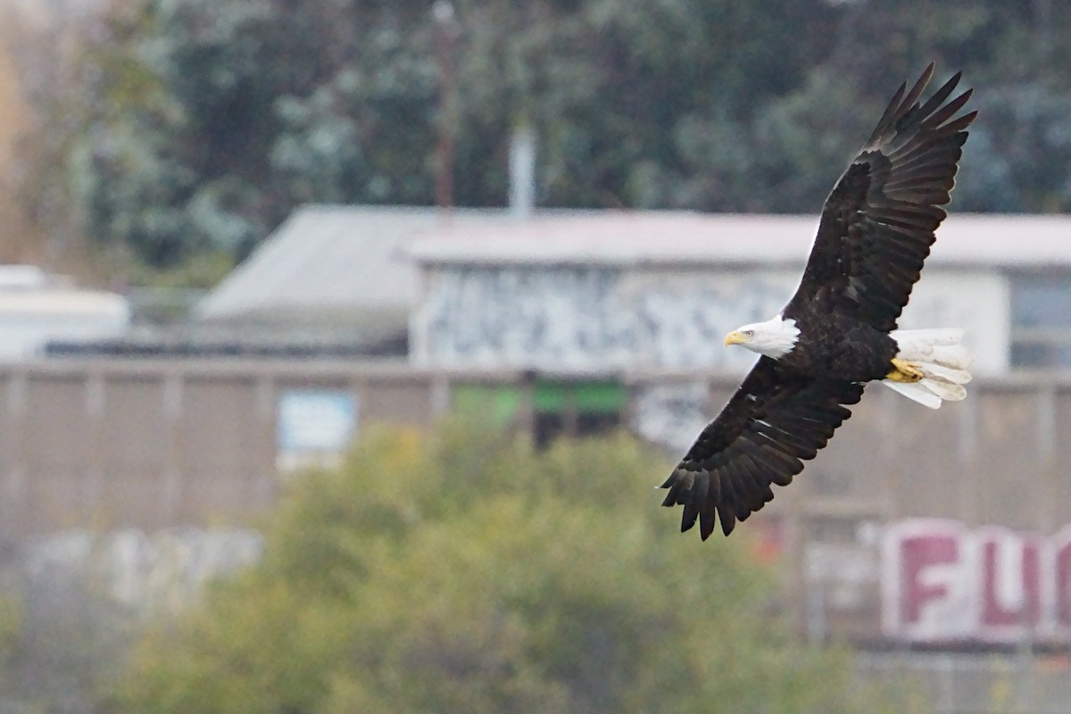 Bald Eagle - ML642455101