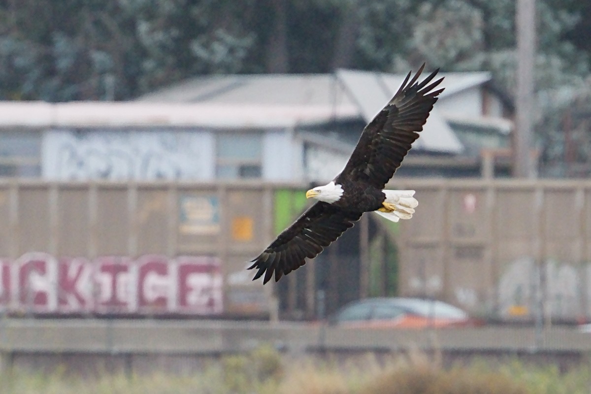 Bald Eagle - ML642455103