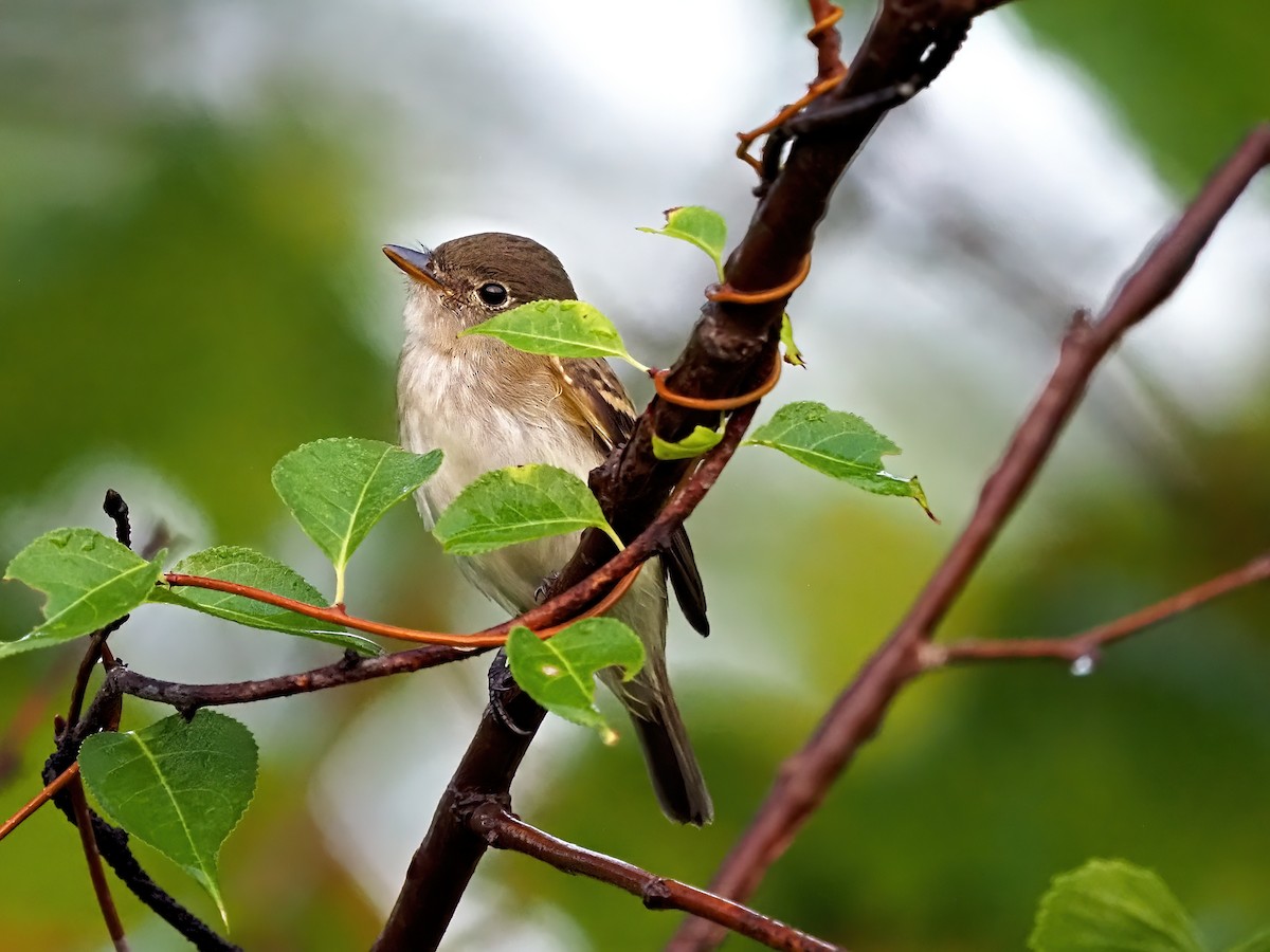 Alder/Willow Flycatcher (Traill's Flycatcher) - ML642455105