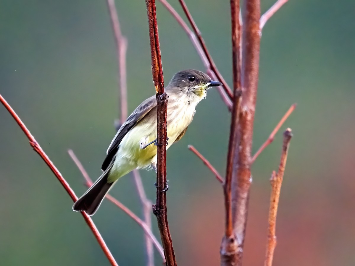 Eastern Phoebe - ML642455116