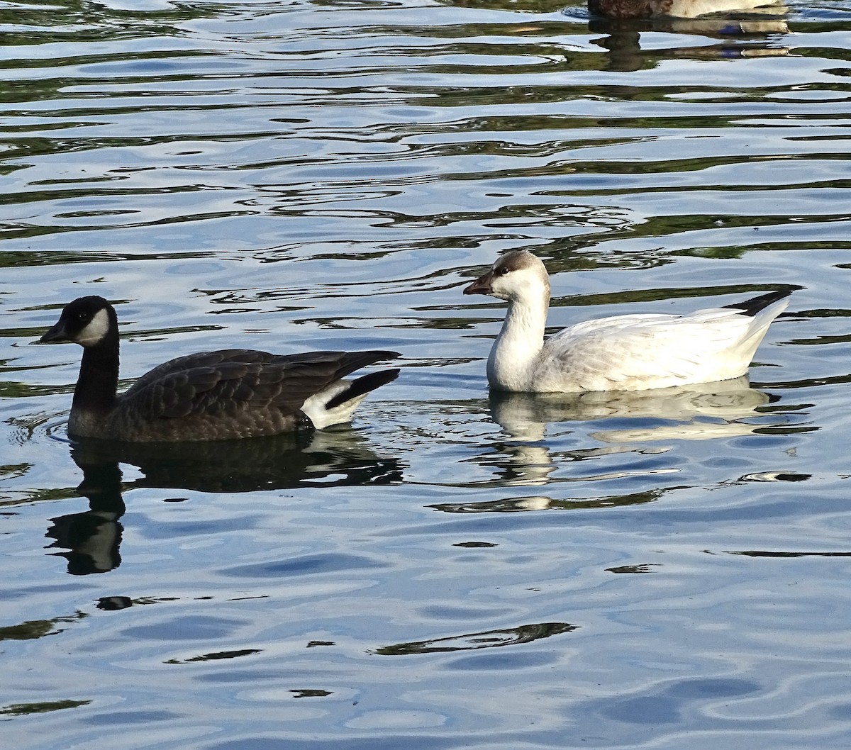 snøgås/eskimogås - ML642455120