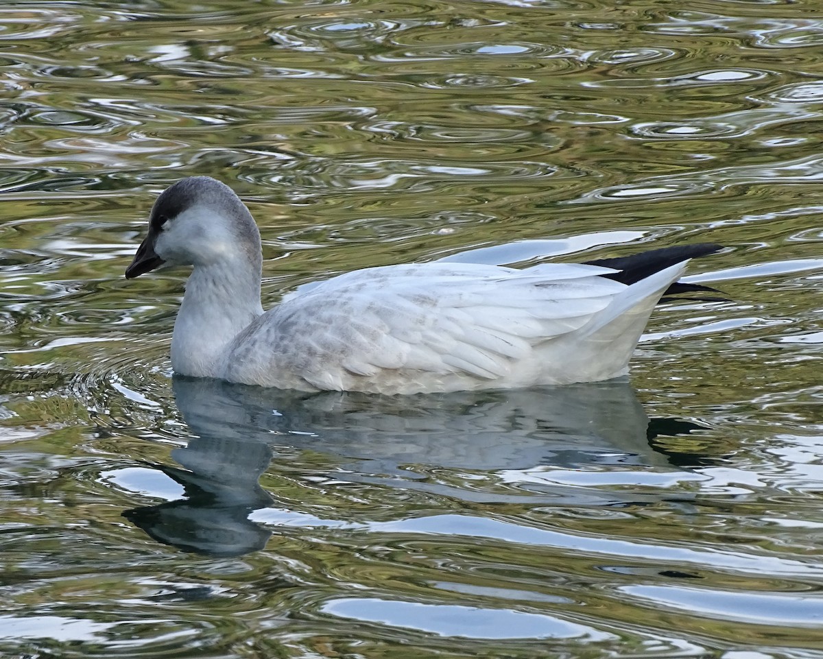 snøgås/eskimogås - ML642455122