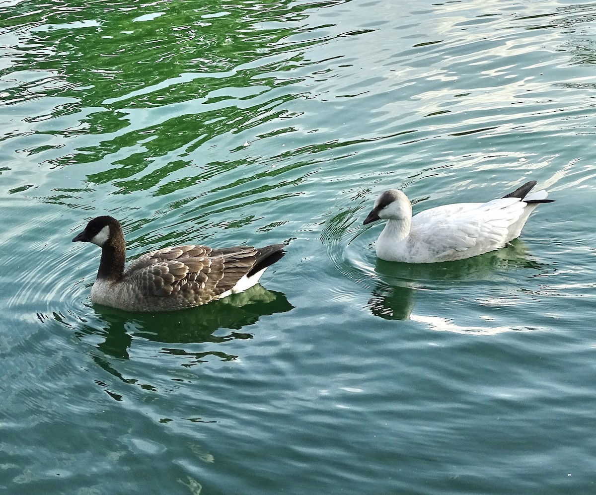 snøgås/eskimogås - ML642455125