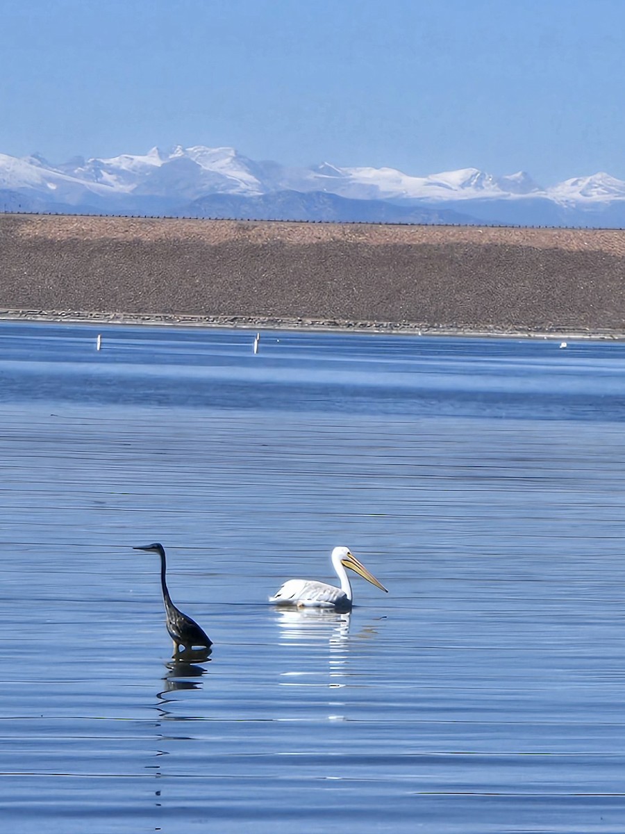 Great Blue Heron - ML642455132