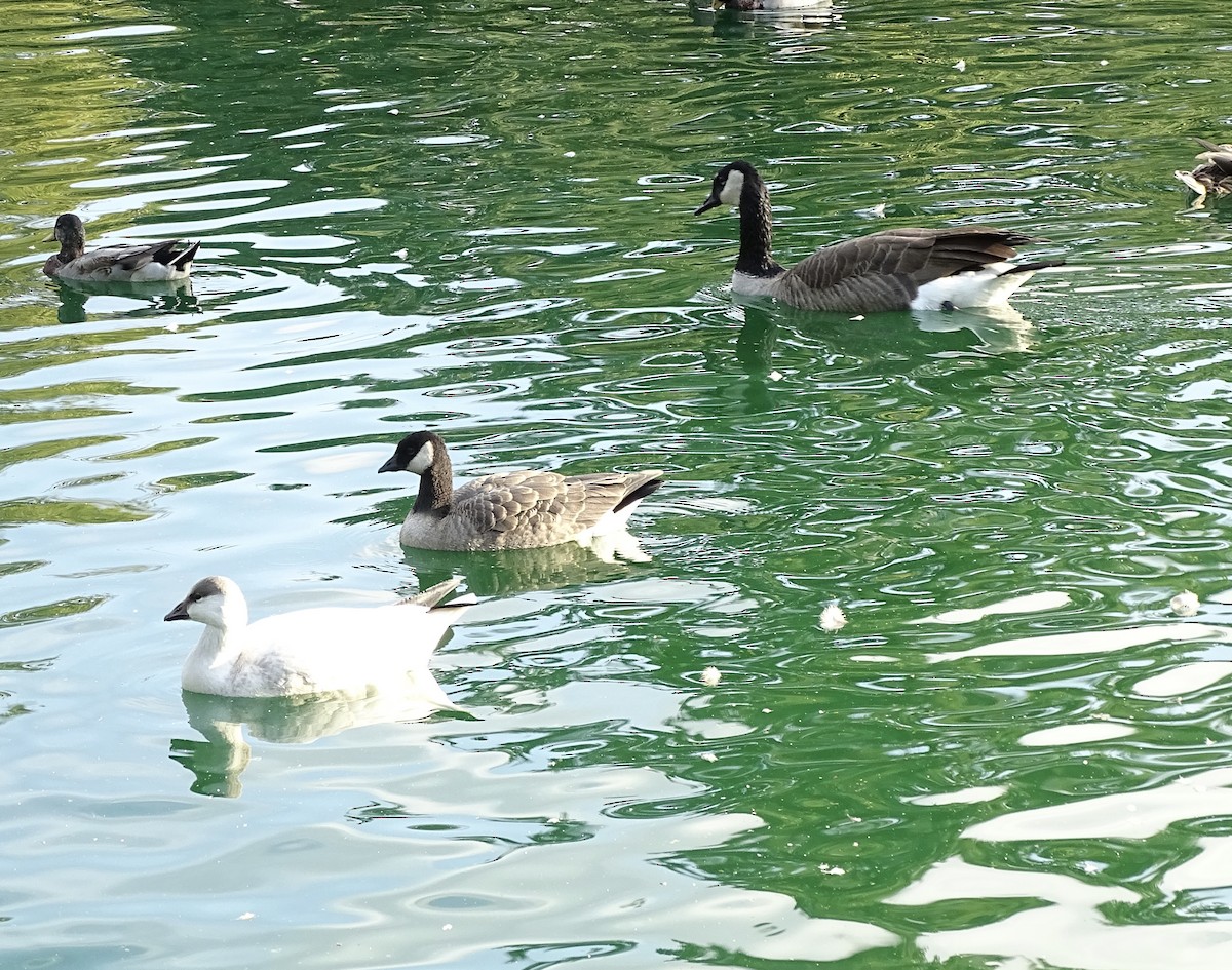 snøgås/eskimogås - ML642455134