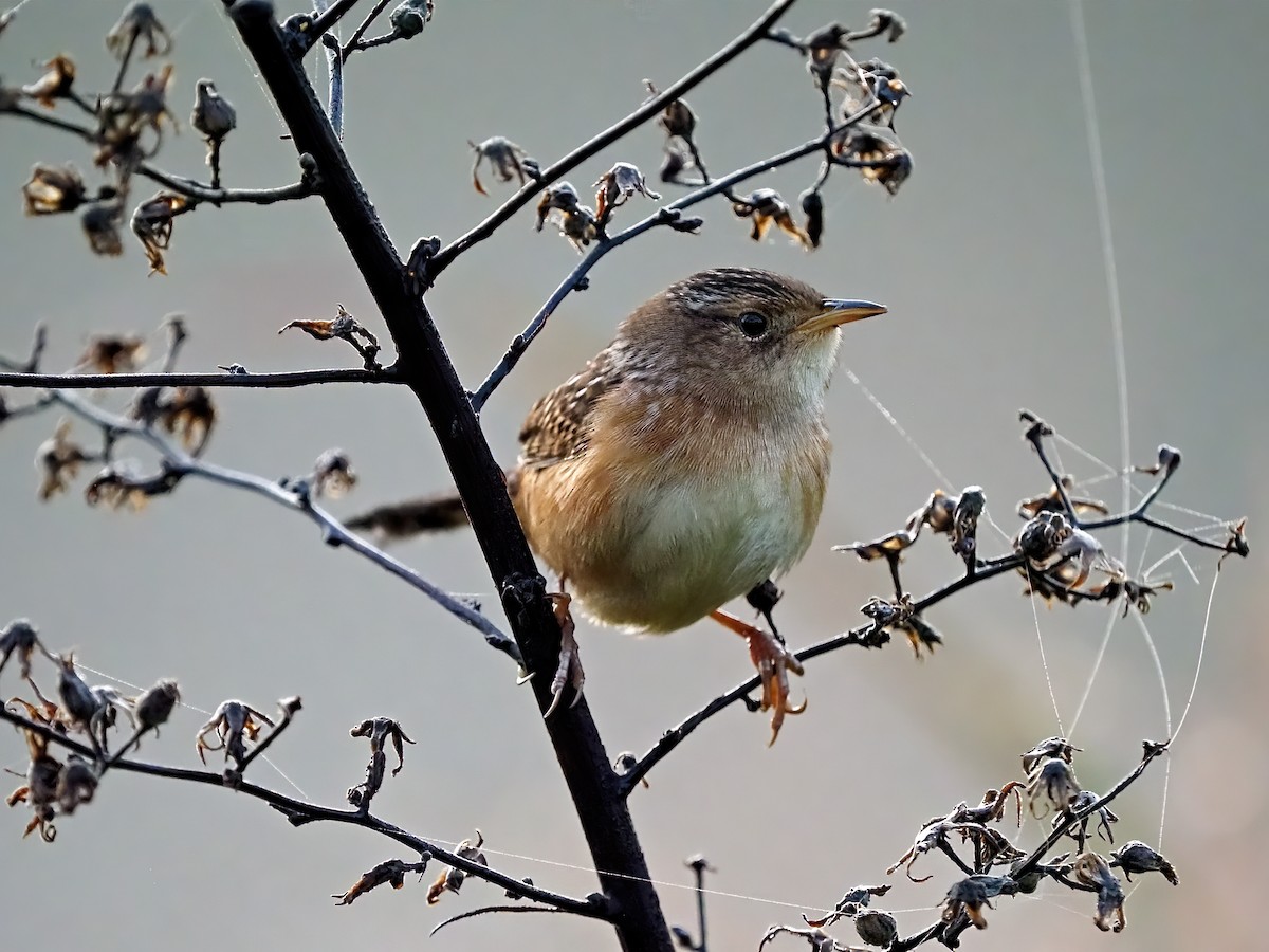Sedge Wren - ML642455139