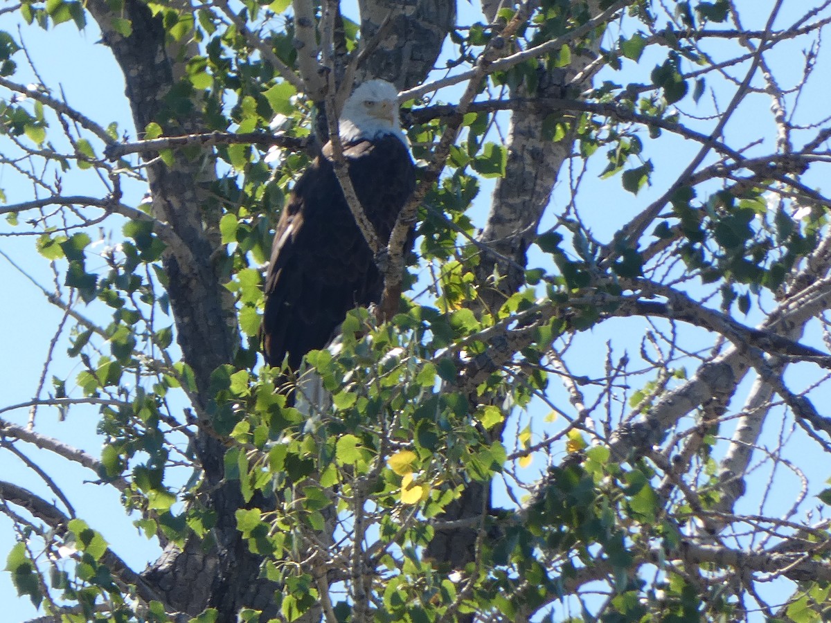 Bald Eagle - ML642455150