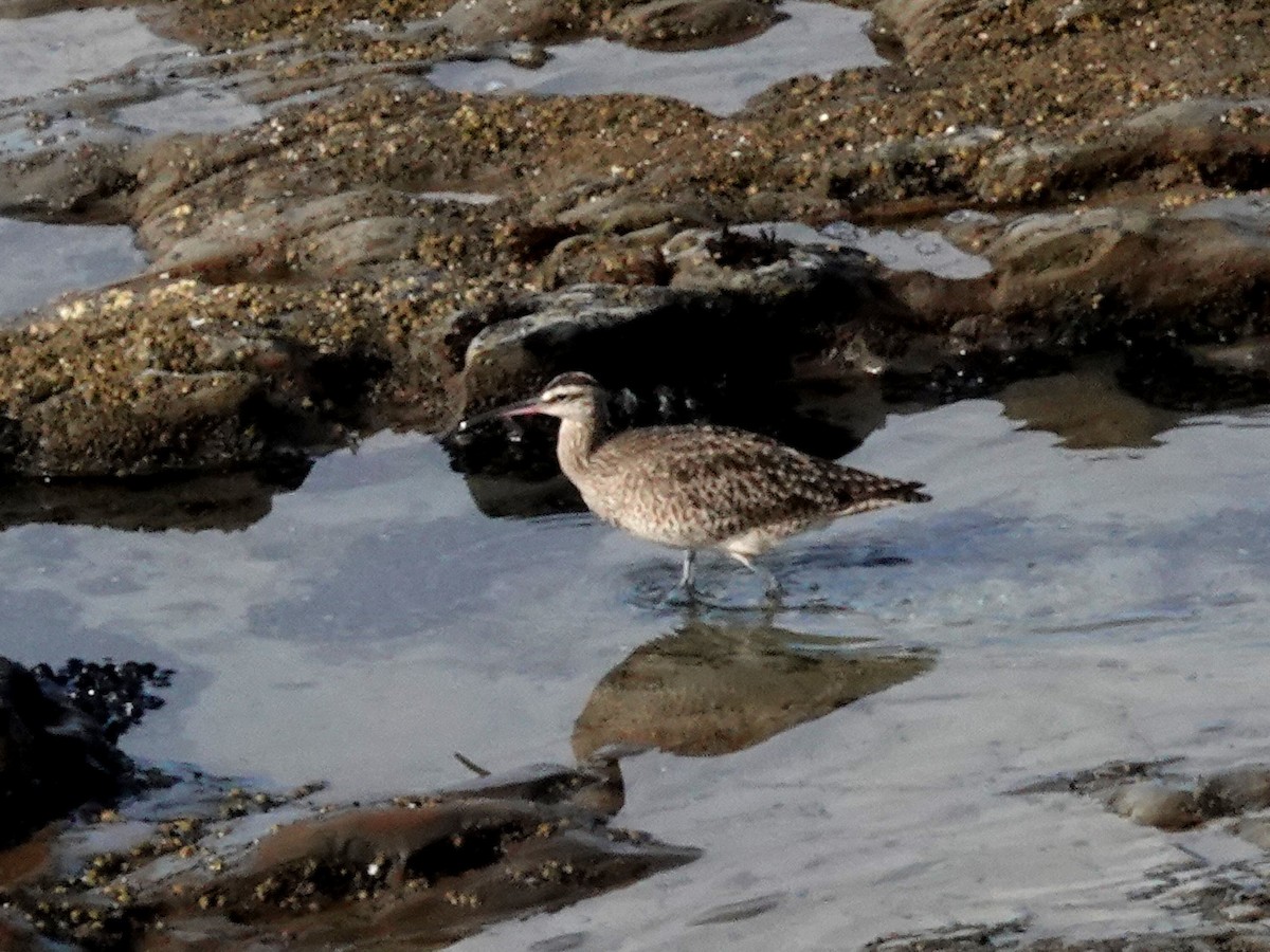 Regenbrachvogel - ML642455153
