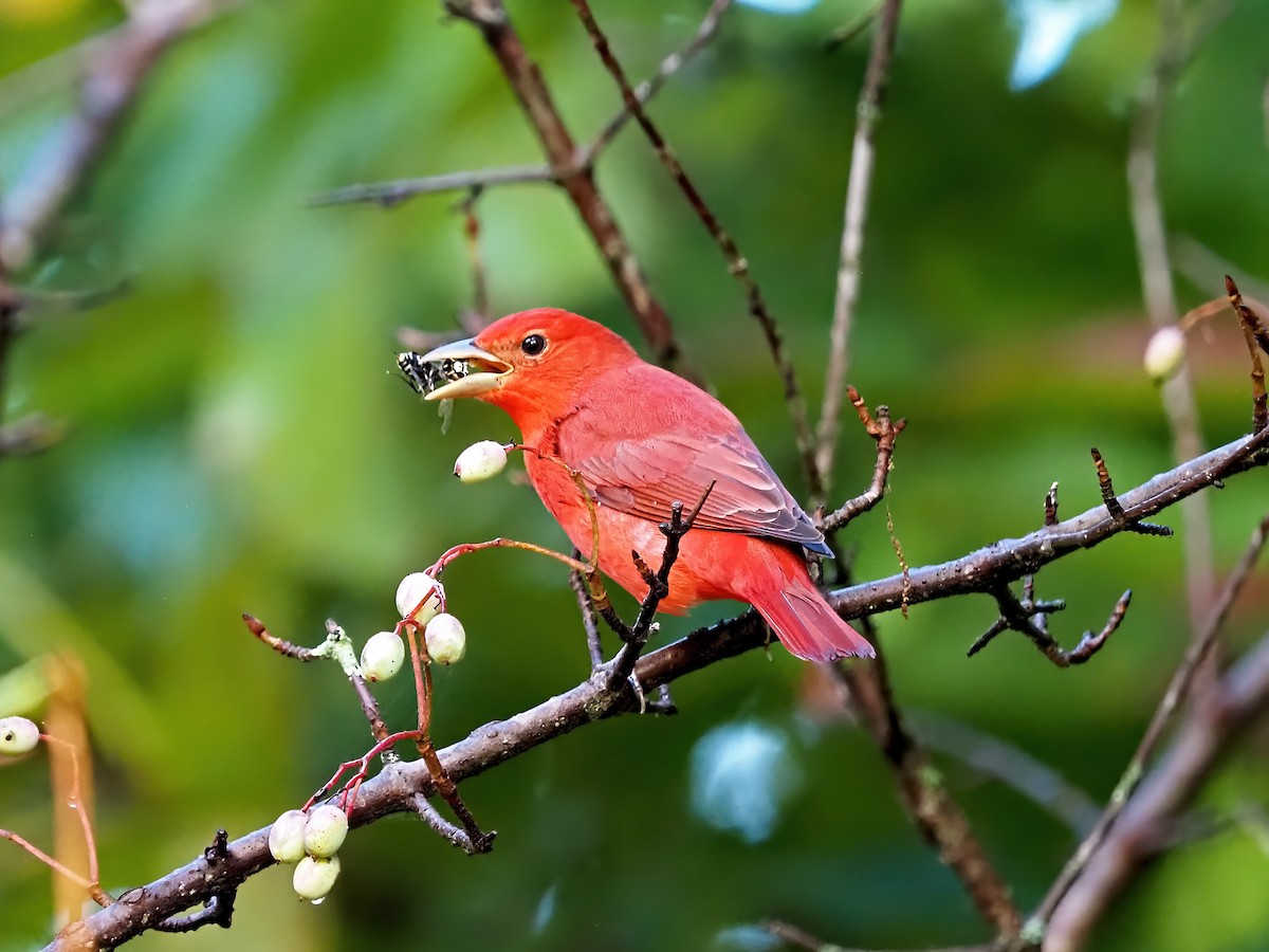 Summer Tanager - ML642455155