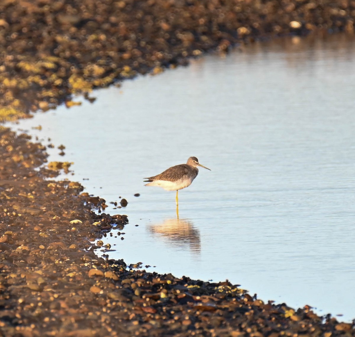plystresnipe - ML642455156