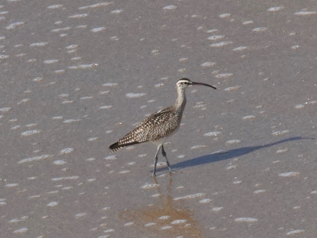 Regenbrachvogel - ML642455157