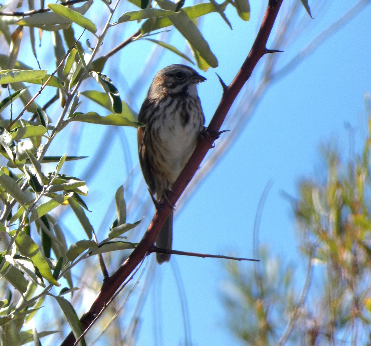 Song Sparrow - ML642455163