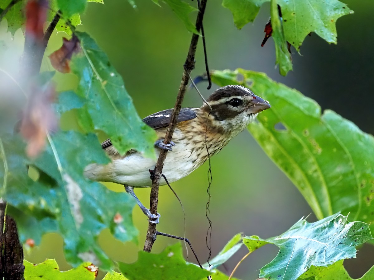 Rose-breasted Grosbeak - ML642455165