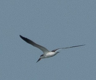Black Skimmer - ML642455168