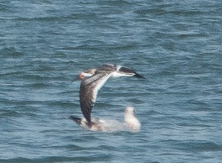 Black Skimmer - ML642455171