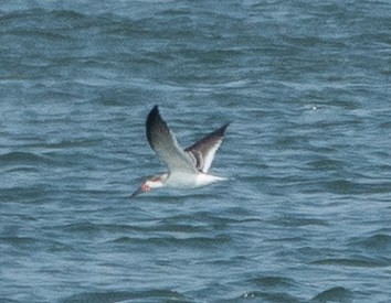 Black Skimmer - ML642455172