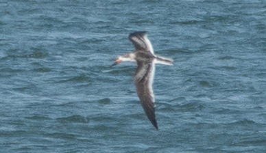 Black Skimmer - ML642455173