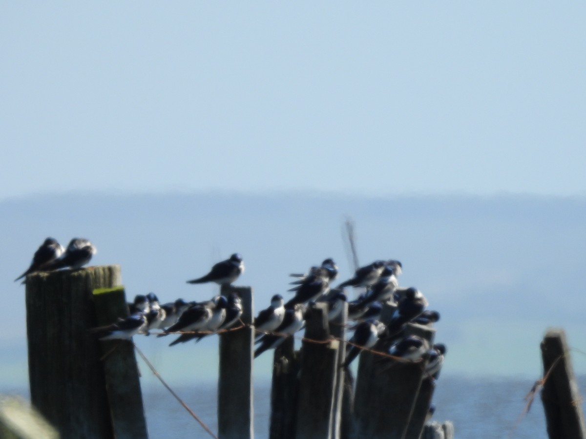 Chilean Swallow - ML642455187
