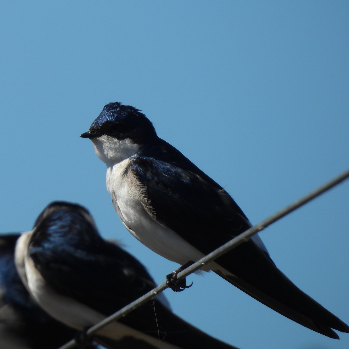 Chilean Swallow - ML642455188