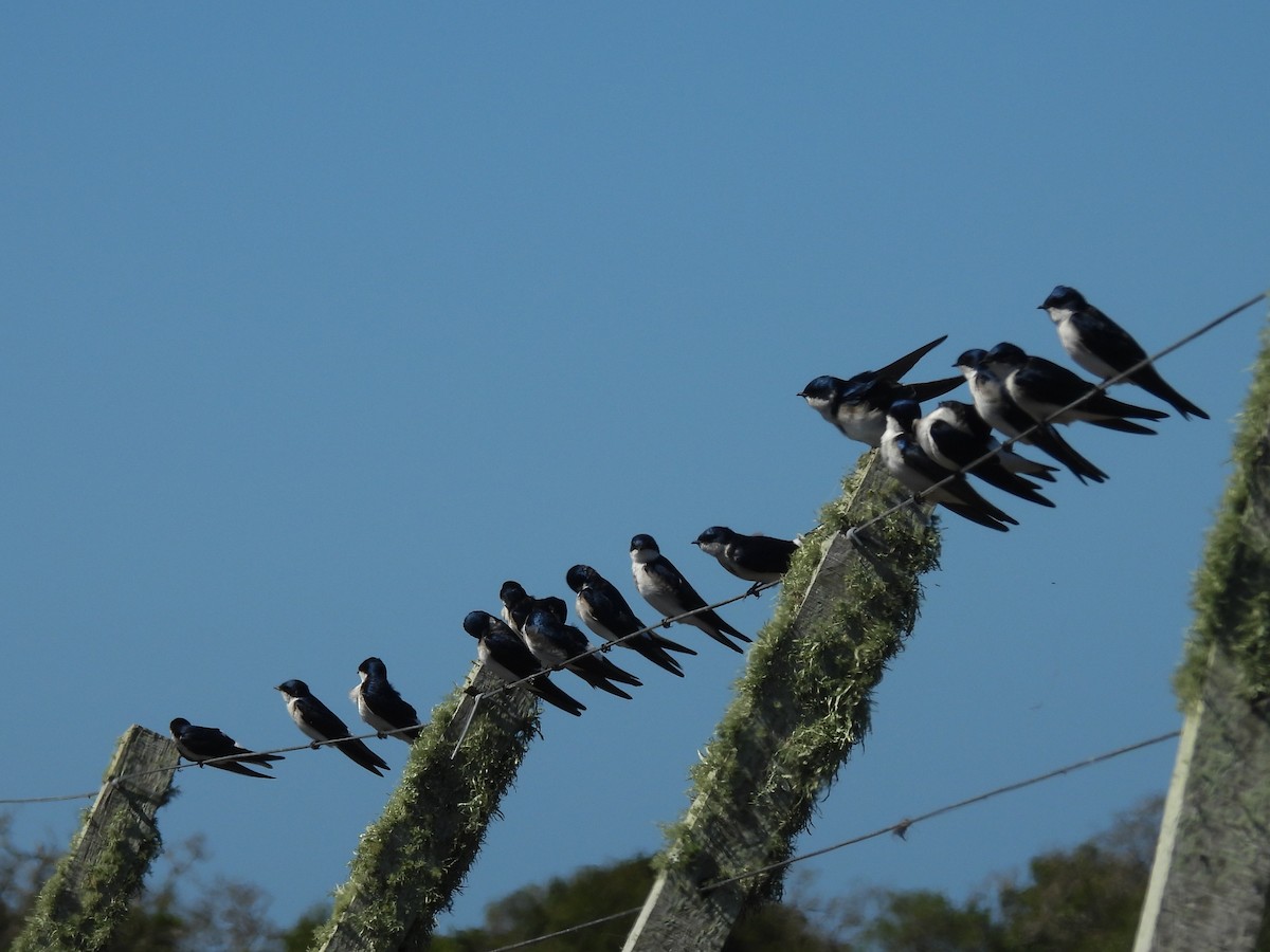 Chilean Swallow - ML642455189