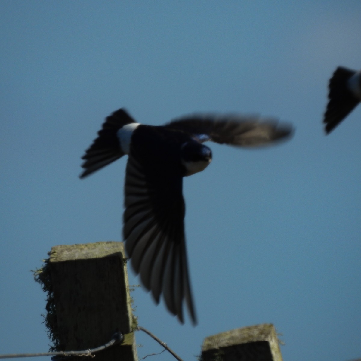 Chilean Swallow - ML642455190