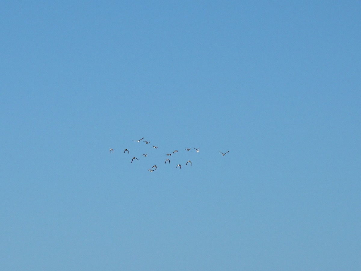Lesser Yellowlegs - ML642455206