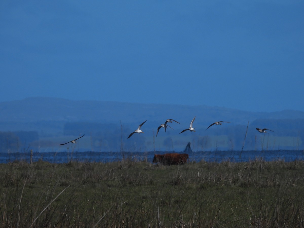 Lesser Yellowlegs - ML642455207