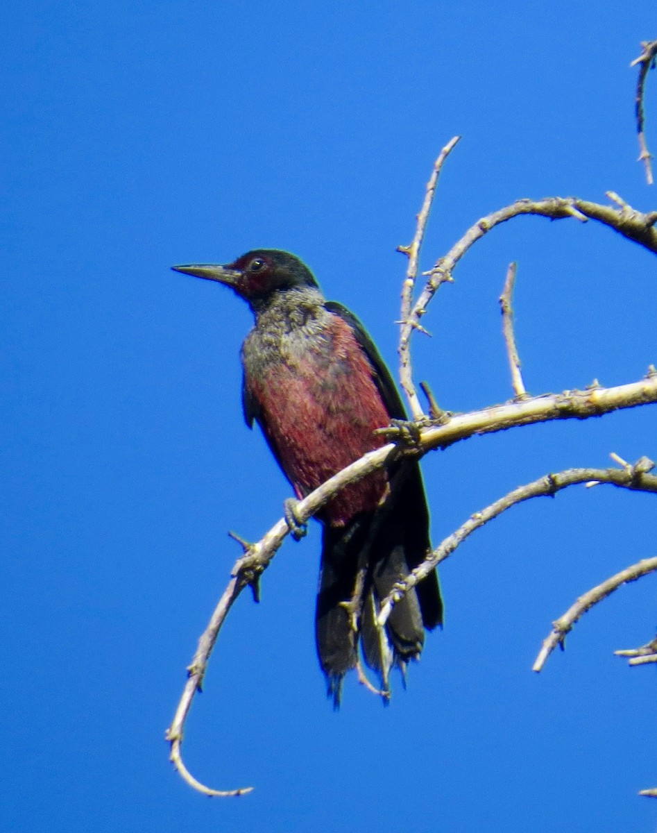 Lewis's Woodpecker - Don Glasco