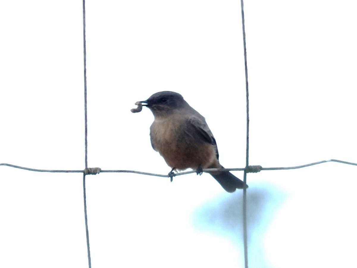 Say's Phoebe - ML642455214