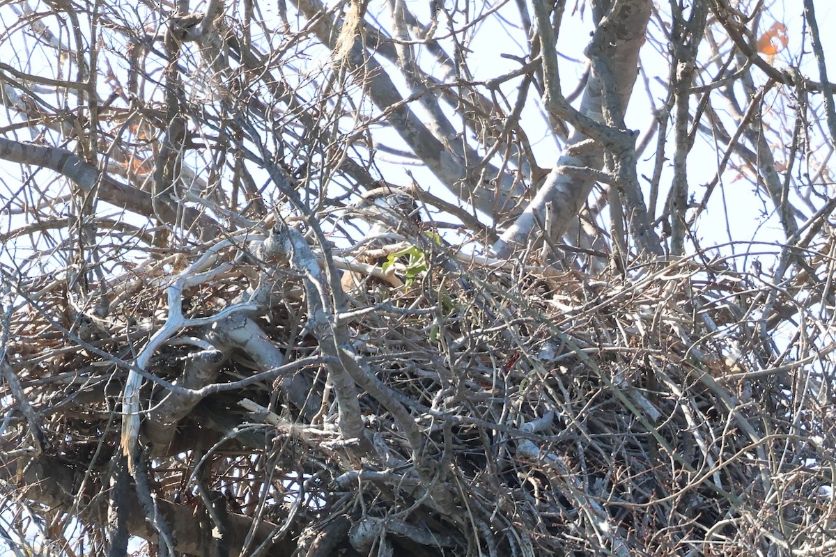 orel madagaskarský - ML642455224