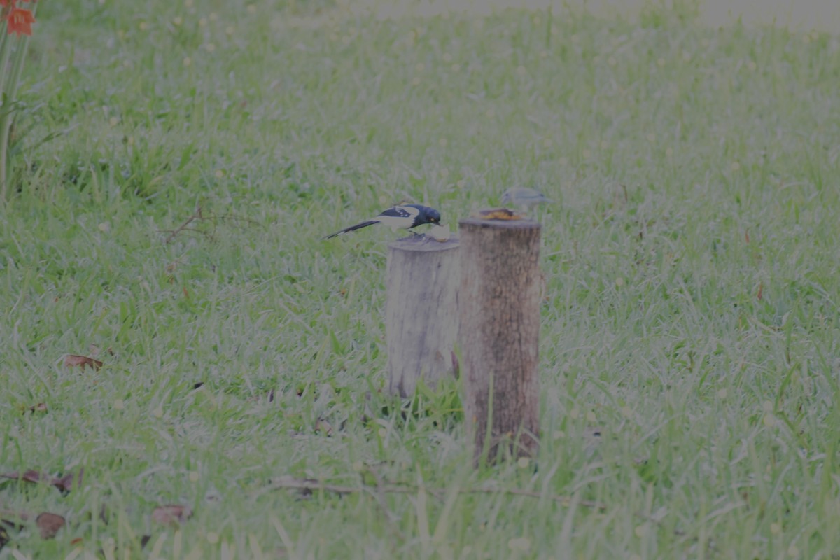 Magpie Tanager - ML642455243