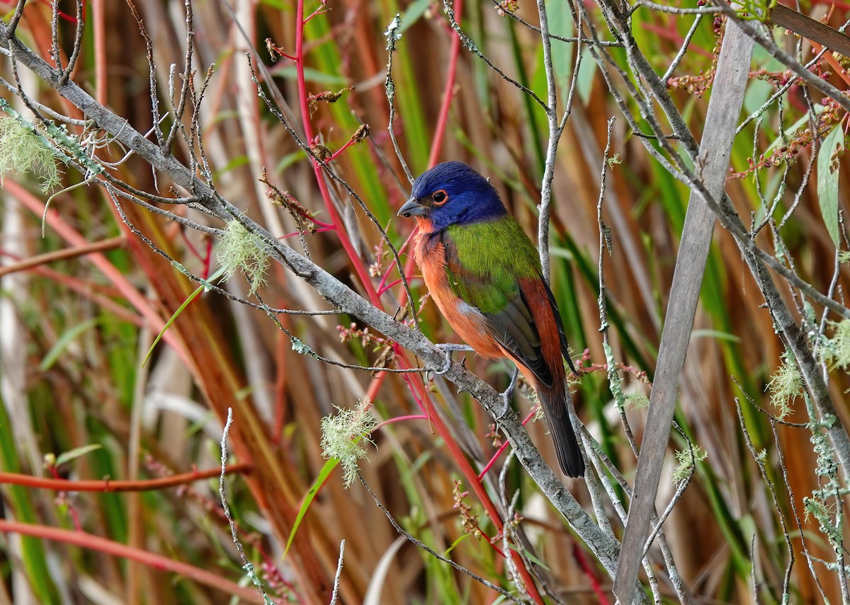 Painted Bunting - ML642455247