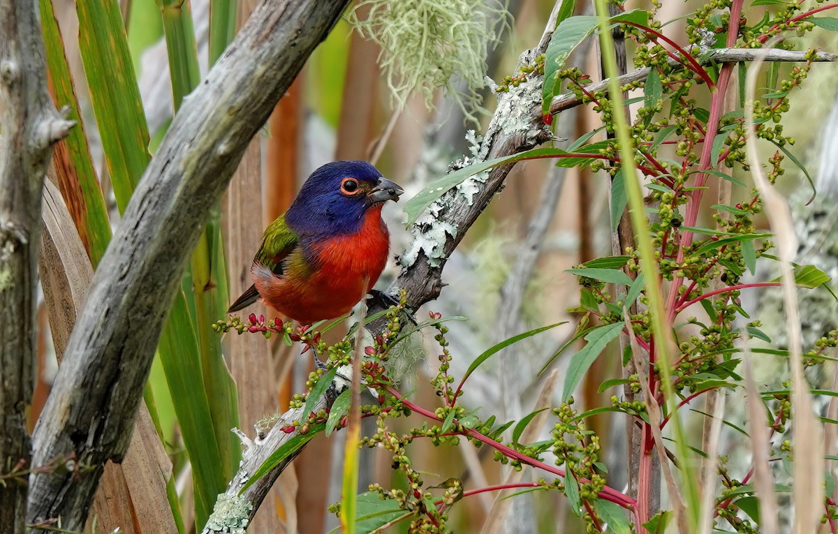 Painted Bunting - ML642455322