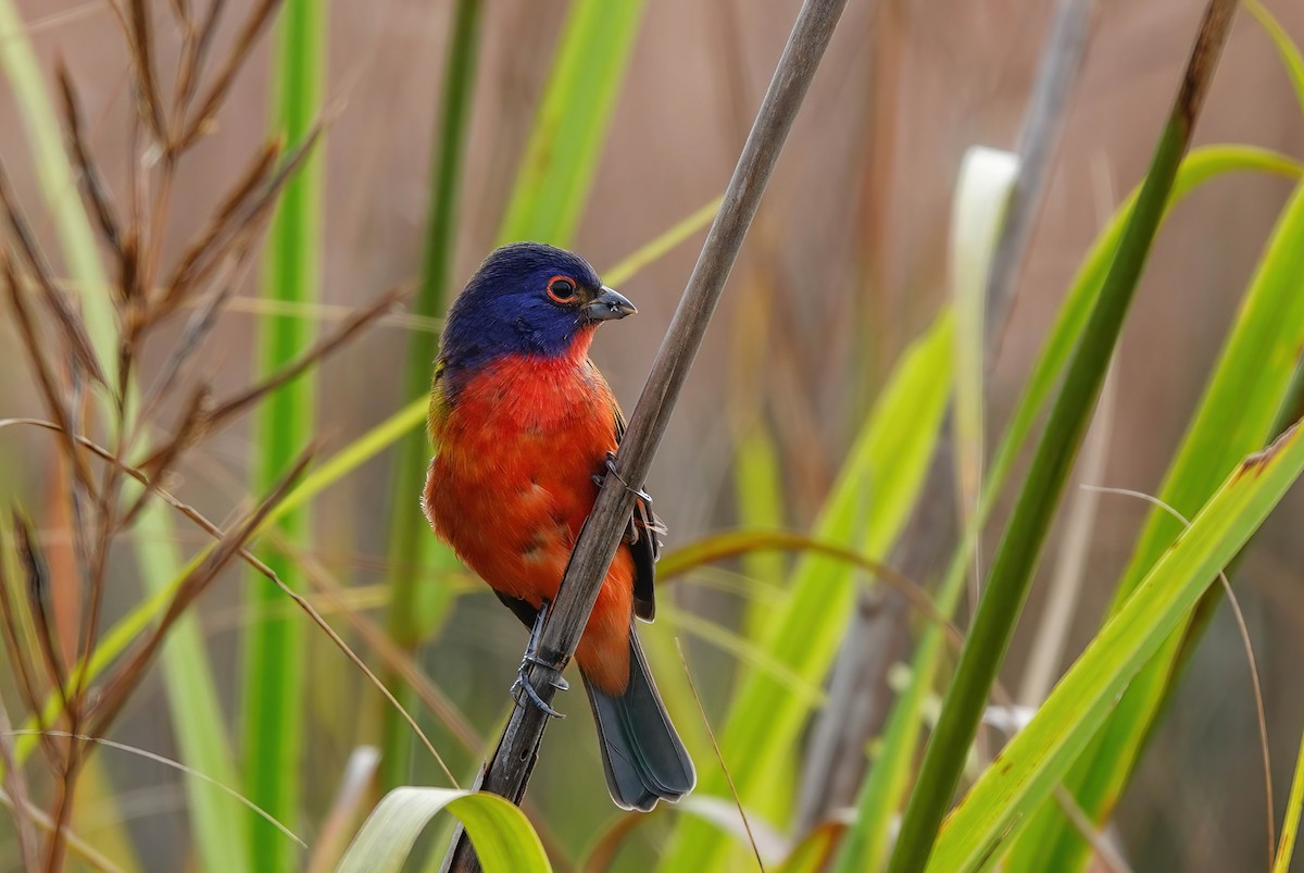 Painted Bunting - ML642455375